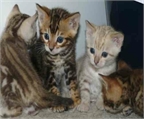 Gatos cachorros de raza bengal, bengalí, el leopardo de los gatos 