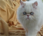 Gatito persa con ojos azúl-cielo