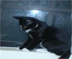 adorabel negro y gatito para la venta