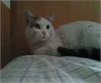 Garabato, gato blanco y gris azul ruso en adopción