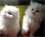 Gatitos persas bastante blancas