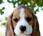 Beagles Línea americana cachorros