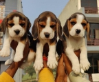 Se vende beagle tricolor
