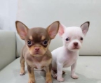 Chihuahua mini