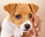 Preciosos Cachorros Jack Russell Terrier