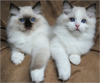 Adorables gatitos de Ragdoll