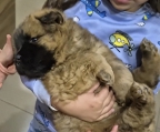 Se venden hermoso cachorros chow chow 200 mil ultimos 4 disponibles, nacidos el 19 de mayo listos para entrega, comiendo alimento sólido. 