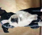 Perdi a mi perrita hace 2 meses y era mi compañera de vida, tengo mas de 80 años, asi que es ideal una mascota no tan joven, lo importante es que sea de raza pequeña de pelo corto apta para vivir en departamentos bien enseñada con el tema del baño. Prometo cuidarla como a un tesoro Me han recomendado al Boston Terrier, pero no aparece en la lista