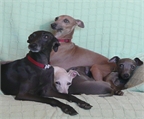 Galgo Italiano en Venta