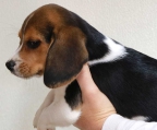 Cachorros Beagle tricolor registrados en KC