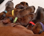 Cachorros Dachshund Standard, inscritos en Kennel Club de Chile, de padres importados. Líneas de campeones internacionales .
<br>Los  cachorros se entregan con Certificado de Origen emitido por KCC, Microchip de identificacion de KCC y carnet veterinario al dia. Tenemos enviós a todas las regiones.
<br>Somos Andes Dreams, Criadero con registro KCC/FCI. Estamos  en Los Andes, Chile. Visite nuestra página Web para ver fotos e información detallada.
