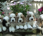 5 hermosos cachorros cocker spaniel