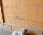 Se da en adopción Poodle mediano de 2 años, castrado, color café con leche. Muy cariñoso, juguetón y enérgico. Lo damos en adopción pues convive con su abuelo Oliver de 9 años quien se ha puesto mañoso con el tiempo y pelean constantemente. Lo entregamos a una familia comprometida y que realmente lo pueda cuidar y amar como lo hemos hecho nosotros.