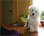 Ads with Photo
