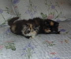Gatos persa color cobre, pelaje cálico diluida y calico