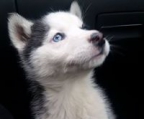 Perro Siberian husky a la venta