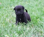 Pugs color negro