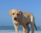 Labradores retriever en Chile