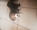 Preciosos beagles