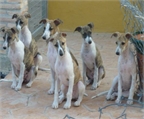 Cachorros de Galgo Italiano en Venta
