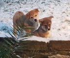 Estupendos cachorros de raza akita inu 