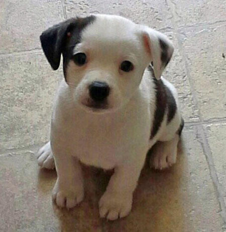 Cachorros Pequeño Jack Russell Terrier