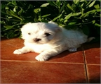 Ads with Photo