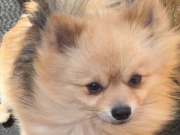 Calidad Pomeranian Kc Reg Stud Dog 6 meses.