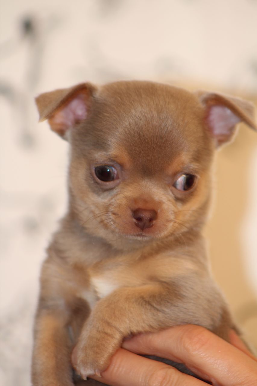 Perros Chihuahua en Chile, Venta de Chihuahua en Chile