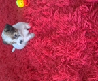 Hermosos cachorros Jack Russell 2 meses, sanos, juguetones y criados en ambiente familiar. Se entregan vacunados y desparasitados. Ideales para familia con niños