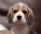 cachorro beagle enano