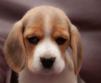 cachorros beagle para Caza