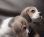 Criaderos Beagle