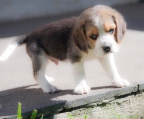 Perros Beagle tricolor
