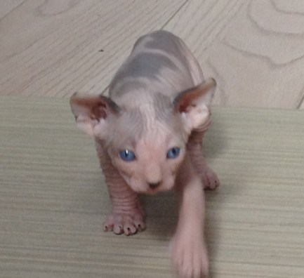 hermoso macho y gatitos sphynx REGISTRADOS femeninos