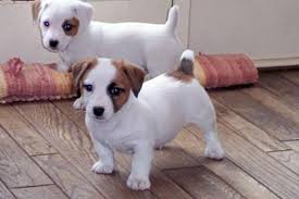 Dos Jack Russell Pups
