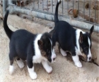 Cachorros Pembroke Welsh Corgi en venta para viviendas asequibles