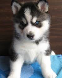 Husky, increibles y estupendos