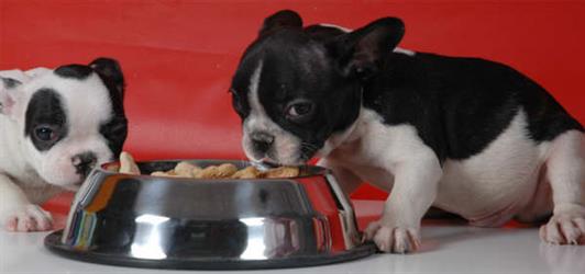 Cachorros de bulldog frances,magnificos