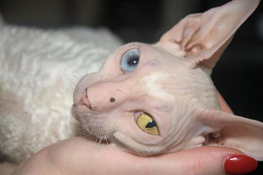 Sphynx con pedigree de compañia