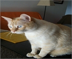 Ads with Photo