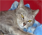 Ads with Photo