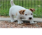 macho y cachorros  Jack Russell Terrier   hembra para la venta