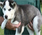Cachorros  Alaskan Klee Kai preciosos para las ventas