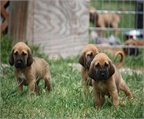 Venta de perros Bloodhound