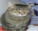 Ads with Photo