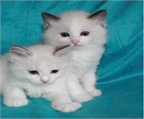 Ads with Photo