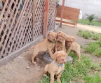 Cachorros dogos de burdeos<br>Nacidos el 24 de junio  <br> Listo para entregas Vacunados con carnet <br>Criados en ambiente familiar  <br>
