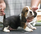 Bloodhound cachorros Deuda en tres semanas