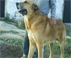 Anuncio con foto